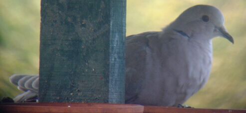 Collard Dove 1