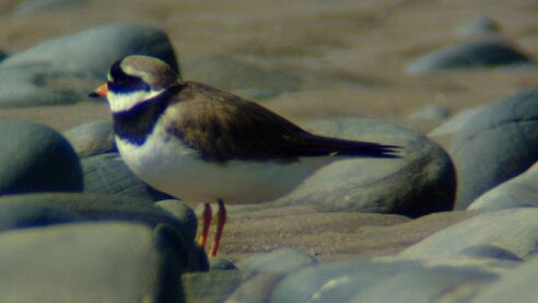 Ringed Plover