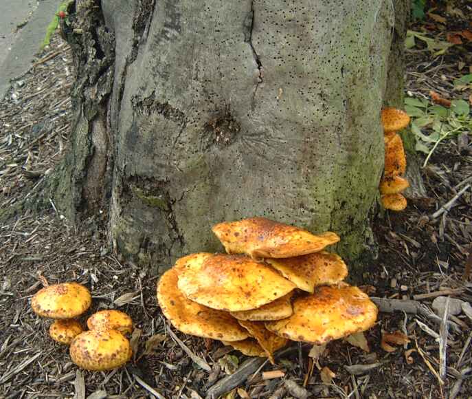 fungus