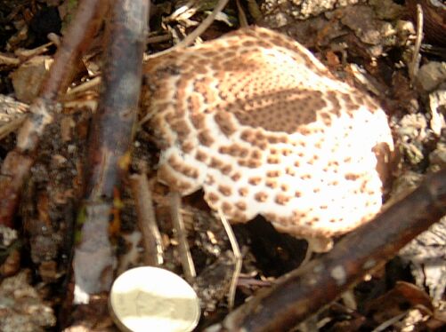 brown- spotted fungus