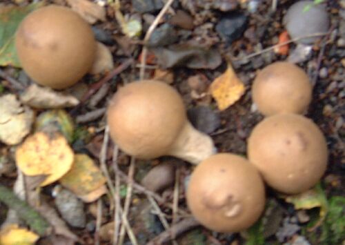 crabapple- like fungus