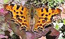 Comma