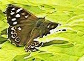 Speckled Wood