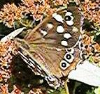 2nd Speckled Wood