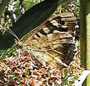 2nd Speckled Wood, again