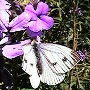 Green- veined White