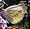 Green- veined White, again