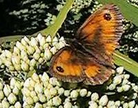 Gatekeeper