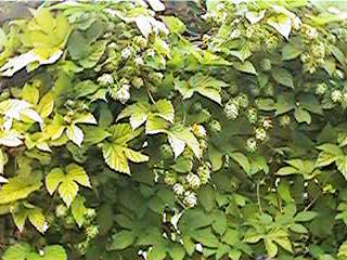 Humulus lupulus 'Aurea'