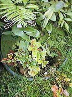 Bucket Pond