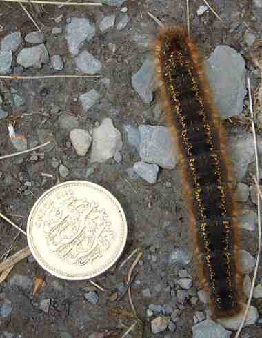 Drinker Moth caterpillar