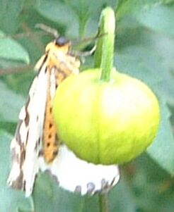 Magpie Moth's body