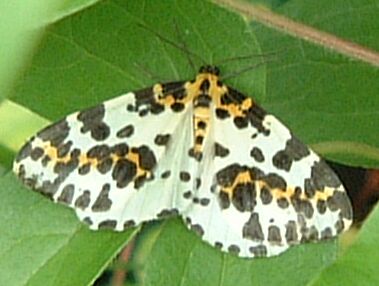 Magpie Moth on Clematis