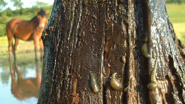 leeches1.jpg (67660 bytes)