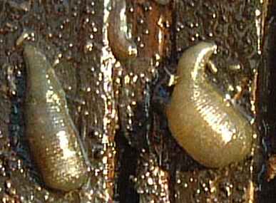 Leeches in close up 1