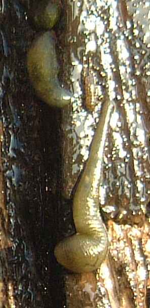 Leeches in close up 2